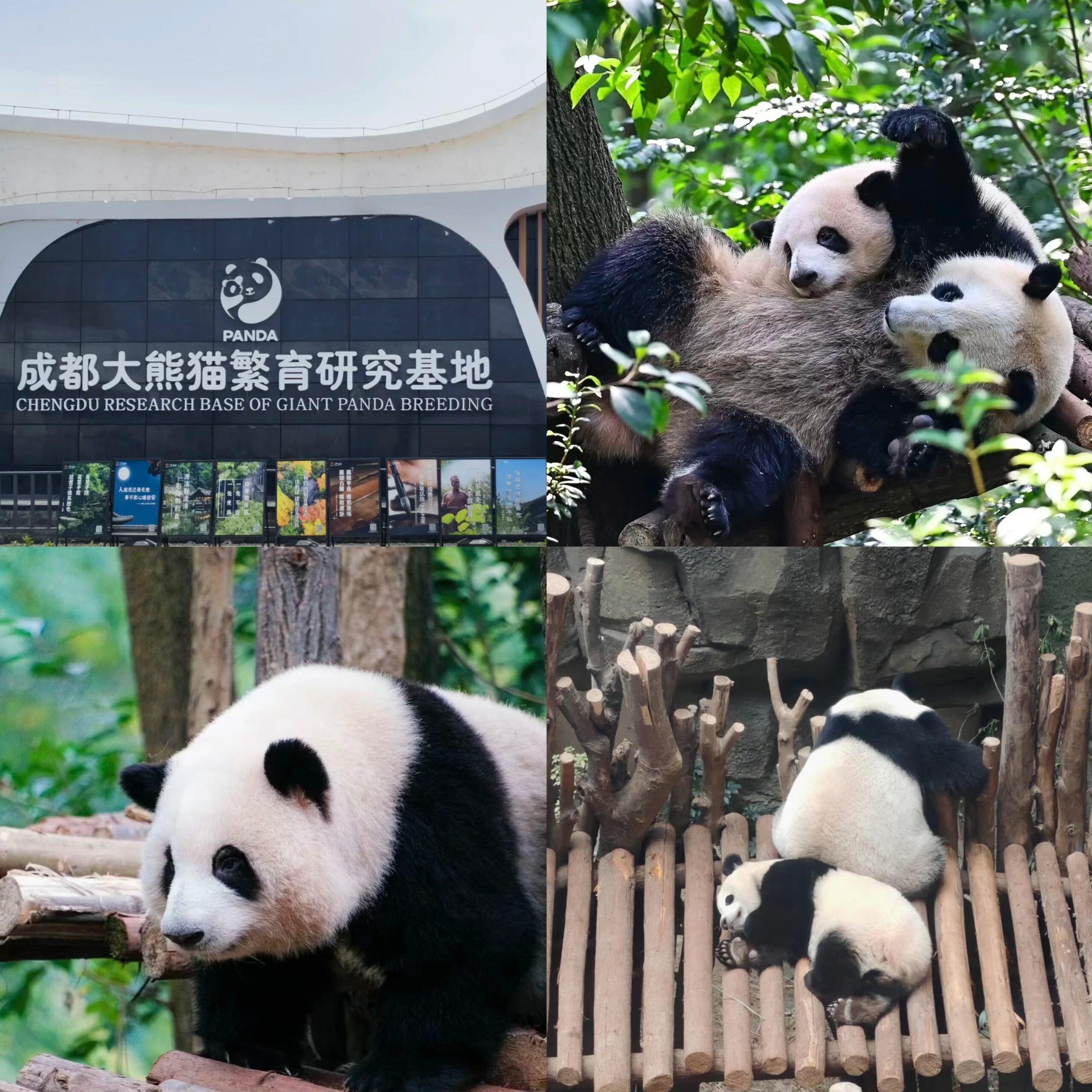 Chengdu Panda Base