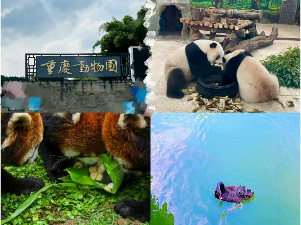 Chongqing Zoo 2026 | Ultimate Giant Panda & Wildlife Guide