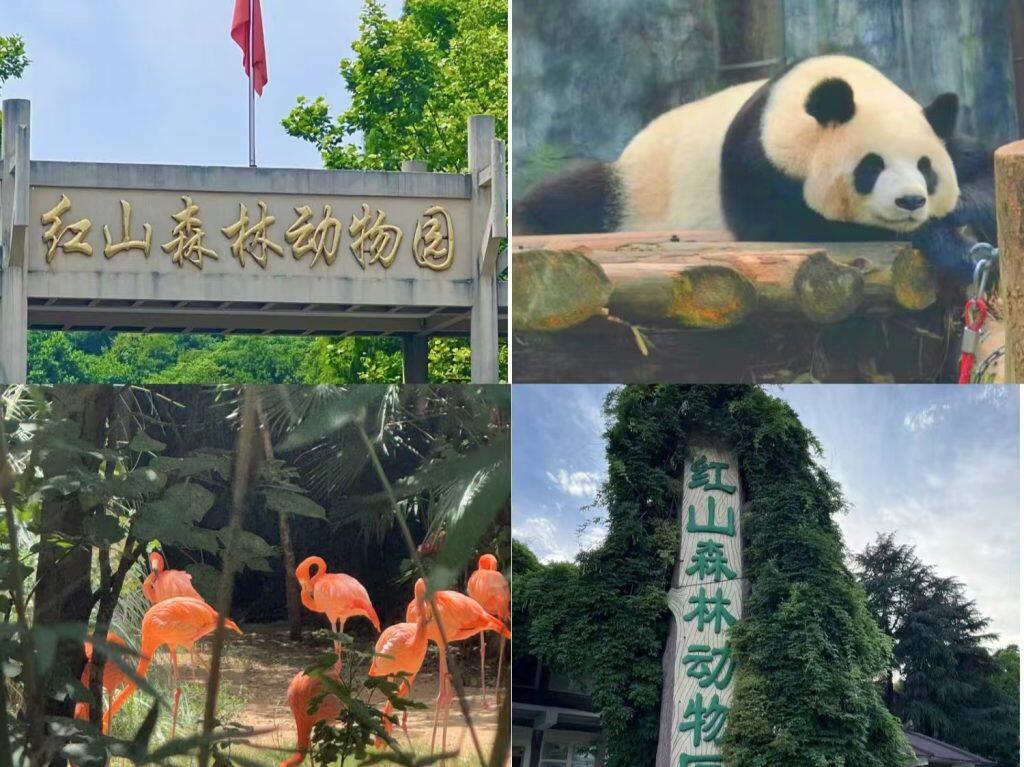 Nanjing Hongshan Forest Zoo 2026 | Ultimate Animal Paradise Guide