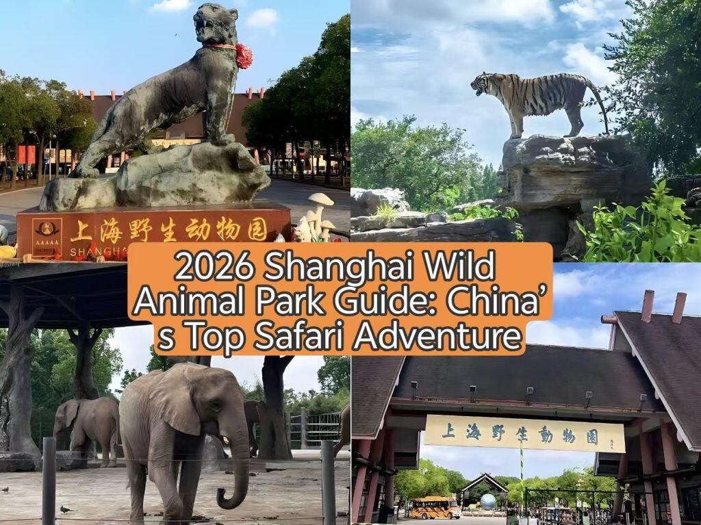 2026 Shanghai Wild Animal Park Guide: China’s Top Safari Adventure